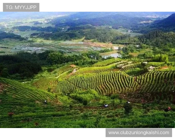 尊龙集团有限公司：坚持绿色发展理念实现可持续发展的路径